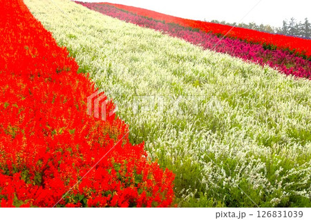 美瑛の丘の風景　四季彩の丘（早朝の花畑） 126831039