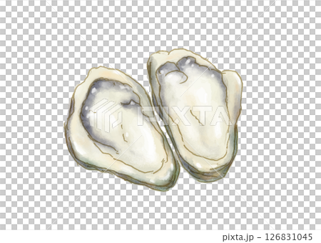Watercolor hand-drawn fresh oysters 126831045