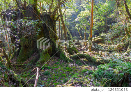 屋久島白谷雲水峡　木漏れ日と神が住む森(秋) 126831058