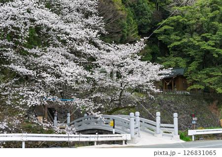 うららかな春日和に映える石橋と桜風景「豊かな田園風景の中にある神社と桜風景」(瀬田神社)大津町瀬田 126831065