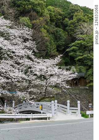 うららかな春日和に映える石橋と桜風景「豊かな田園風景の中にある神社と桜風景」(瀬田神社)大津町瀬田 126831068