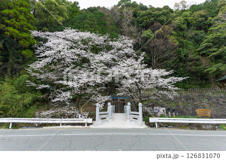 うららかな春日和に映える石橋と桜風景「豊かな田園風景の中にある神社と桜風景」(瀬田神社)大津町瀬田 うららかな春日和に映える石橋と桜風景「豊かな田園風景の中にある神社と桜風景」(瀬田神社)大津町瀬田 126831070