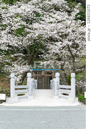 うららかな春日和に映える石橋と桜風景「豊かな田園風景の中にある神社と桜風景」(瀬田神社)大津町瀬田 うららかな春日和に映える石橋と桜風景「豊かな田園風景の中にある神社と桜風景」(瀬田神社)大津町瀬田 126831072