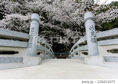 うららかな春日和に映える石橋と桜風景「豊かな田園風景の中にある神社と桜風景」(瀬田神社)大津町瀬田 うららかな春日和に映える石橋と桜風景「豊かな田園風景の中にある神社と桜風景」(瀬田神社)大津町瀬田 126831075