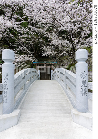 うららかな春日和に映える石橋と桜風景「豊かな田園風景の中にある神社と桜風景」(瀬田神社)大津町瀬田 うららかな春日和に映える石橋と桜風景「豊かな田園風景の中にある神社と桜風景」(瀬田神社)大津町瀬田 126831079