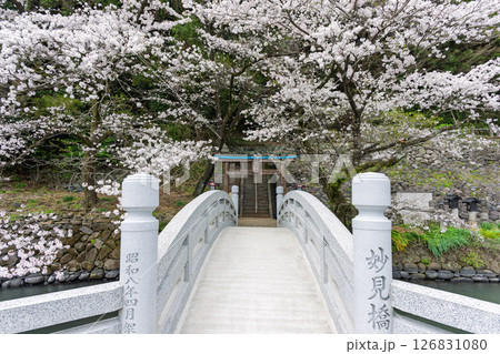 うららかな春日和に映える石橋と桜風景「豊かな田園風景の中にある神社と桜風景」(瀬田神社)大津町瀬田 うららかな春日和に映える石橋と桜風景「豊かな田園風景の中にある神社と桜風景」(瀬田神社)大津町瀬田 126831080