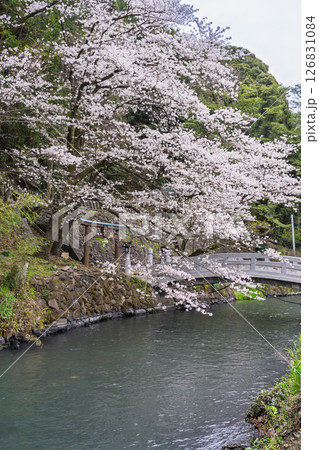 うららかな春日和に映える石橋と桜風景「豊かな田園風景の中にある神社と桜風景」(瀬田神社)大津町瀬田 126831084