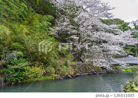 うららかな春日和に映える石橋と桜風景「豊かな田園風景の中にある神社と桜風景」(瀬田神社)大津町瀬田 126831085