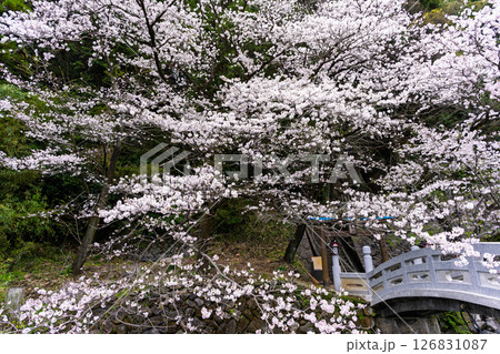 うららかな春日和に映える石橋と桜風景「豊かな田園風景の中にある神社と桜風景」(瀬田神社)大津町瀬田 うららかな春日和に映える石橋と桜風景「豊かな田園風景の中にある神社と桜風景」(瀬田神社)大津町瀬田 126831087