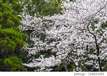 うららかな春日和に映える石橋と桜風景「豊かな田園風景の中にある神社と桜風景」(瀬田神社)大津町瀬田 126831091