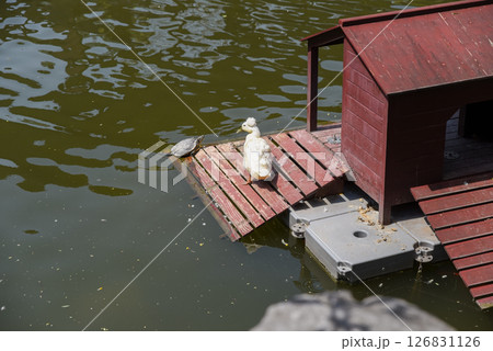 A white crested duck stands near a turtle on a wooden dock by a small red house in Yuyuan Garden, Shanghai, with reflections on the green water surface. A white crested duck stands near a turtle on a wooden dock by a small red house in Yuyuan Garden, Shanghai, with reflections on the green water surface. 126831126