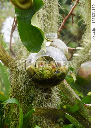 Glass hanging terrarium with mosses and carnivorous plants including Venus flytrap inside, surrounded by tropical greenery and Spanish moss. Glass hanging terrarium with mosses and carnivorous plants including Venus flytrap inside, surrounded by tropical greenery and Spanish moss. 126831130