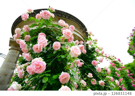 ぎふワールド・ローズガーデンの薔薇 ぎふワールド・ローズガーデンの薔薇 126831148