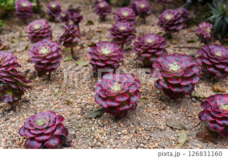 Aeonium Mardi Gras with colorful rosettes of yellow, green, and burgundy hues, thriving in sunlight, ideal for dry ornamental gardens. Aeonium Mardi Gras with colorful rosettes of yellow, green, and burgundy hues, thriving in sunlight, ideal for dry ornamental gardens. 126831160