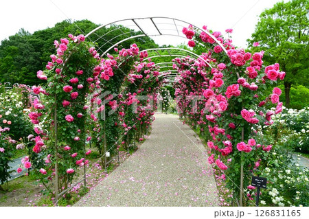 ぎふワールド・ローズガーデンの薔薇 ぎふワールド・ローズガーデンの薔薇 126831165