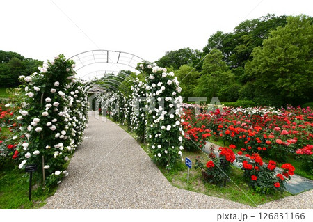 ぎふワールド・ローズガーデンの薔薇 ぎふワールド・ローズガーデンの薔薇 126831166