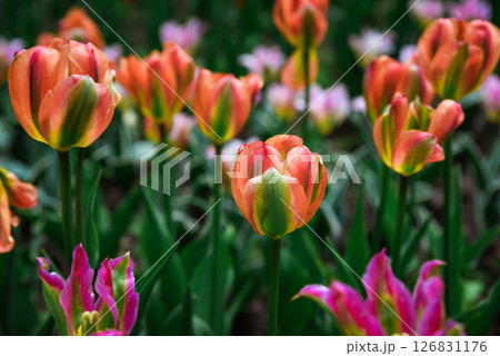 Mass planting of Tulip Orange Marmalad in vibrant orange hues with hints of yellow, creating a striking spring floral display, perfect as a background. Mass planting of Tulip Orange Marmalad in vibrant orange hues with hints of yellow, creating a striking spring floral display, perfect as a background. 126831176