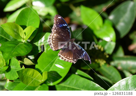 A male Hypolimnas bolina butterfly with shiny blue spots and dark wings rests on glossy green leaves in sunlight in a tropical environment. A male Hypolimnas bolina butterfly with shiny blue spots and dark wings rests on glossy green leaves in sunlight in a tropical environment. 126831188