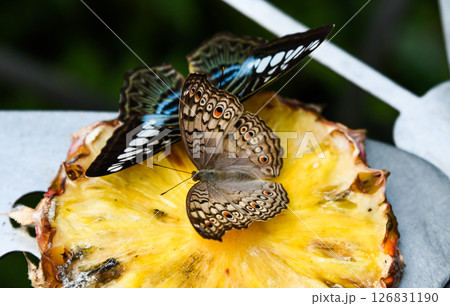 Two tropical butterflies Grey Pansy and Clipper feeding on fresh pineapple, showcasing their vibrant wing patterns in stunning detail. Two tropical butterflies Grey Pansy and Clipper feeding on fresh pineapple, showcasing their vibrant wing patterns in stunning detail. 126831190