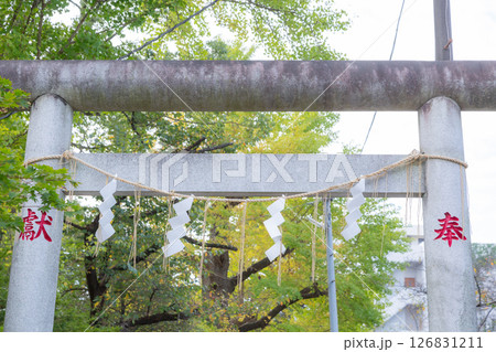 【日本】千葉県の松戸神社の鳥居に掛けられた注連縄 126831211