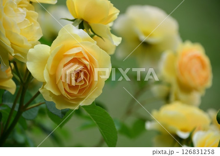 ぎふワールド・ローズガーデンの薔薇(アップ) ぎふワールド・ローズガーデンの薔薇(アップ) 126831258
