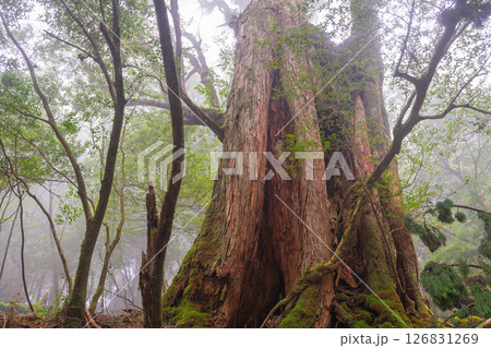 屋久島白谷雲水峡　霧が漂う屋久杉の森(秋) 126831269