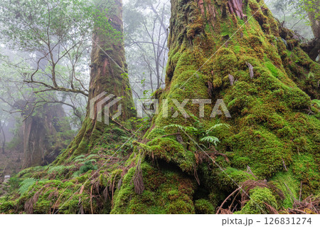 屋久島白谷雲水峡　霧が漂う屋久杉の森(秋) 126831274