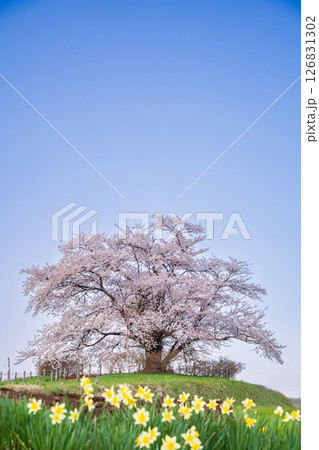「岩手県」満開の為内の一本桜 八幡平市 「岩手県」満開の為内の一本桜 八幡平市 126831302
