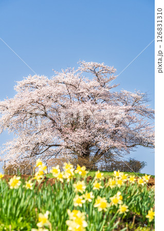 「岩手県」満開の為内の一本桜 八幡平市 「岩手県」満開の為内の一本桜 八幡平市 126831310