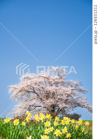 「岩手県」満開の為内の一本桜 八幡平市 「岩手県」満開の為内の一本桜 八幡平市 126831311