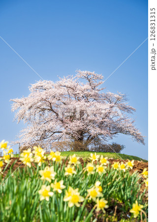 「岩手県」満開の為内の一本桜 八幡平市 「岩手県」満開の為内の一本桜 八幡平市 126831315