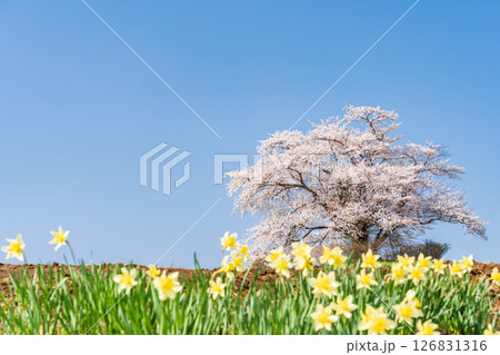 「岩手県」満開の為内の一本桜 八幡平市 「岩手県」満開の為内の一本桜 八幡平市 126831316
