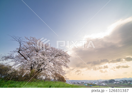 「岩手県」満開の為内の一本桜　八幡平市 126831387
