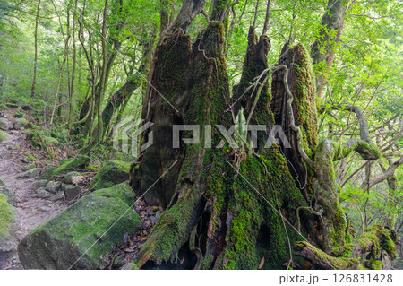 屋久島白谷雲水峡 屋久杉切り株(秋) 屋久島白谷雲水峡 屋久杉切り株(秋) 126831428