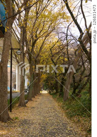 イチョウの葉で敷き詰められた歩道 イチョウの葉で敷き詰められた歩道 126831473