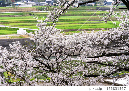 うららかな春日和に映える桜と田園風景「豊かな田園風景の中にある神社と桜風景」(瀬田神社)大津町瀬田 126831567