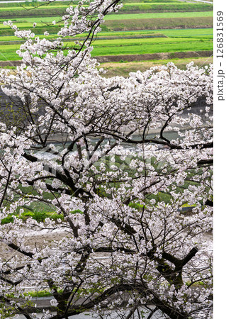 うららかな春日和に映える桜と田園風景「豊かな田園風景の中にある神社と桜風景」(瀬田神社)大津町瀬田 126831569