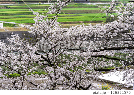 うららかな春日和に映える桜と田園風景「豊かな田園風景の中にある神社と桜風景」(瀬田神社)大津町瀬田 うららかな春日和に映える桜と田園風景「豊かな田園風景の中にある神社と桜風景」(瀬田神社)大津町瀬田 126831570