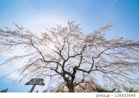 「青森県」満開の槍沢の枝垂　五戸町 126831648