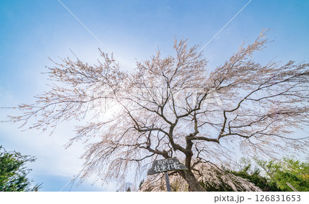 「青森県」満開の槍沢の枝垂 五戸町 「青森県」満開の槍沢の枝垂 五戸町 126831653