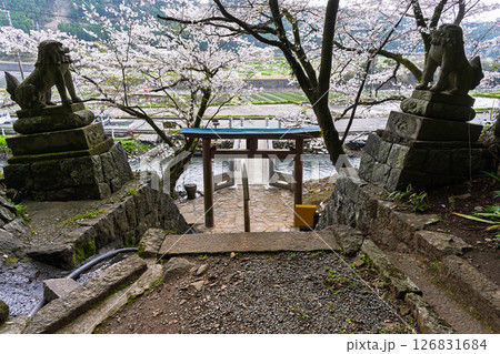 境内から観える桜と鳥居周辺風景「豊かな田園風景の中にある神社と桜風景」(瀬田神社)大津町瀬田 境内から観える桜と鳥居周辺風景「豊かな田園風景の中にある神社と桜風景」(瀬田神社)大津町瀬田 126831684