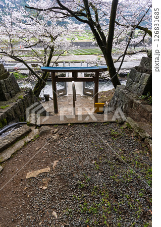 境内から観える桜と鳥居周辺風景「豊かな田園風景の中にある神社と桜風景」(瀬田神社)大津町瀬田 境内から観える桜と鳥居周辺風景「豊かな田園風景の中にある神社と桜風景」(瀬田神社)大津町瀬田 126831685