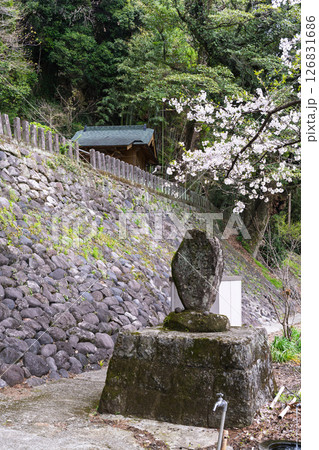 境内から観える桜と鳥居周辺風景「豊かな田園風景の中にある神社と桜風景」(瀬田神社)大津町瀬田 境内から観える桜と鳥居周辺風景「豊かな田園風景の中にある神社と桜風景」(瀬田神社)大津町瀬田 126831686