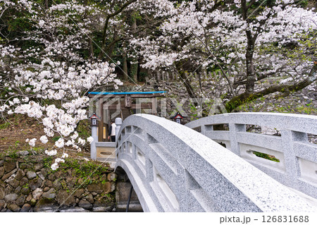 境内から観える桜と鳥居周辺風景「豊かな田園風景の中にある神社と桜風景」(瀬田神社)大津町瀬田 126831688