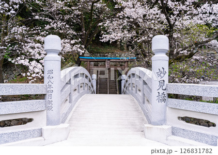 うららかな春日和に映える石橋と桜風景「豊かな田園風景の中にある神社と桜風景」(瀬田神社)大津町瀬田 うららかな春日和に映える石橋と桜風景「豊かな田園風景の中にある神社と桜風景」(瀬田神社)大津町瀬田 126831782