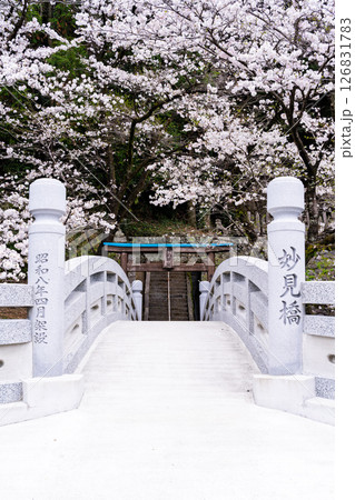 うららかな春日和に映える石橋と桜風景「豊かな田園風景の中にある神社と桜風景」(瀬田神社)大津町瀬田 うららかな春日和に映える石橋と桜風景「豊かな田園風景の中にある神社と桜風景」(瀬田神社)大津町瀬田 126831783