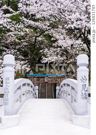 うららかな春日和に映える石橋と桜風景「豊かな田園風景の中にある神社と桜風景」(瀬田神社)大津町瀬田 うららかな春日和に映える石橋と桜風景「豊かな田園風景の中にある神社と桜風景」(瀬田神社)大津町瀬田 126831785