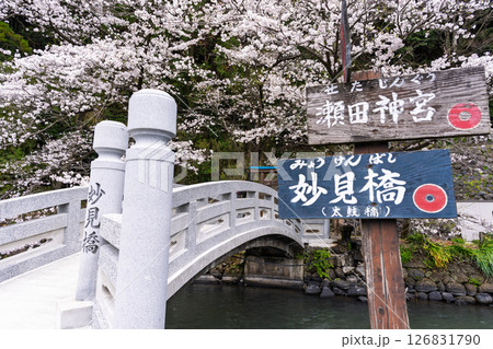うららかな春日和に映える石橋と桜風景「豊かな田園風景の中にある神社と桜風景」(瀬田神社)大津町瀬田 126831790