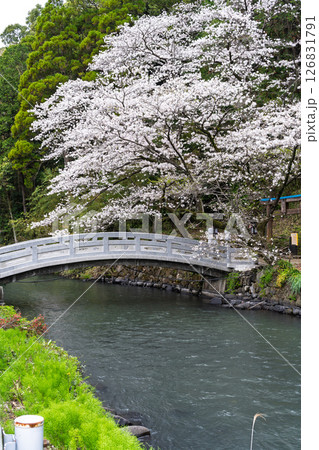 うららかな春日和に映える石橋と桜風景「豊かな田園風景の中にある神社と桜風景」(瀬田神社)大津町瀬田 126831791