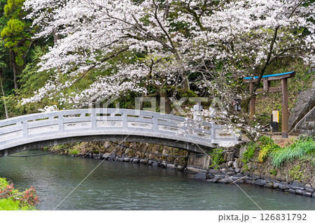 うららかな春日和に映える石橋と桜風景「豊かな田園風景の中にある神社と桜風景」(瀬田神社)大津町瀬田 126831792